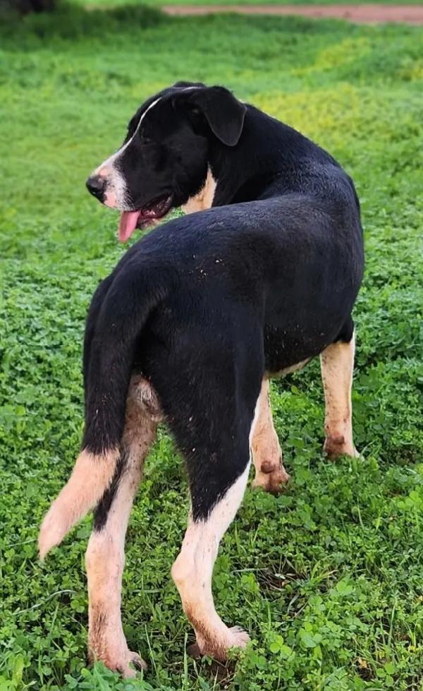 Drago e Lara 9mesi mix Pitbull buonissimi COSENZA Foto 4